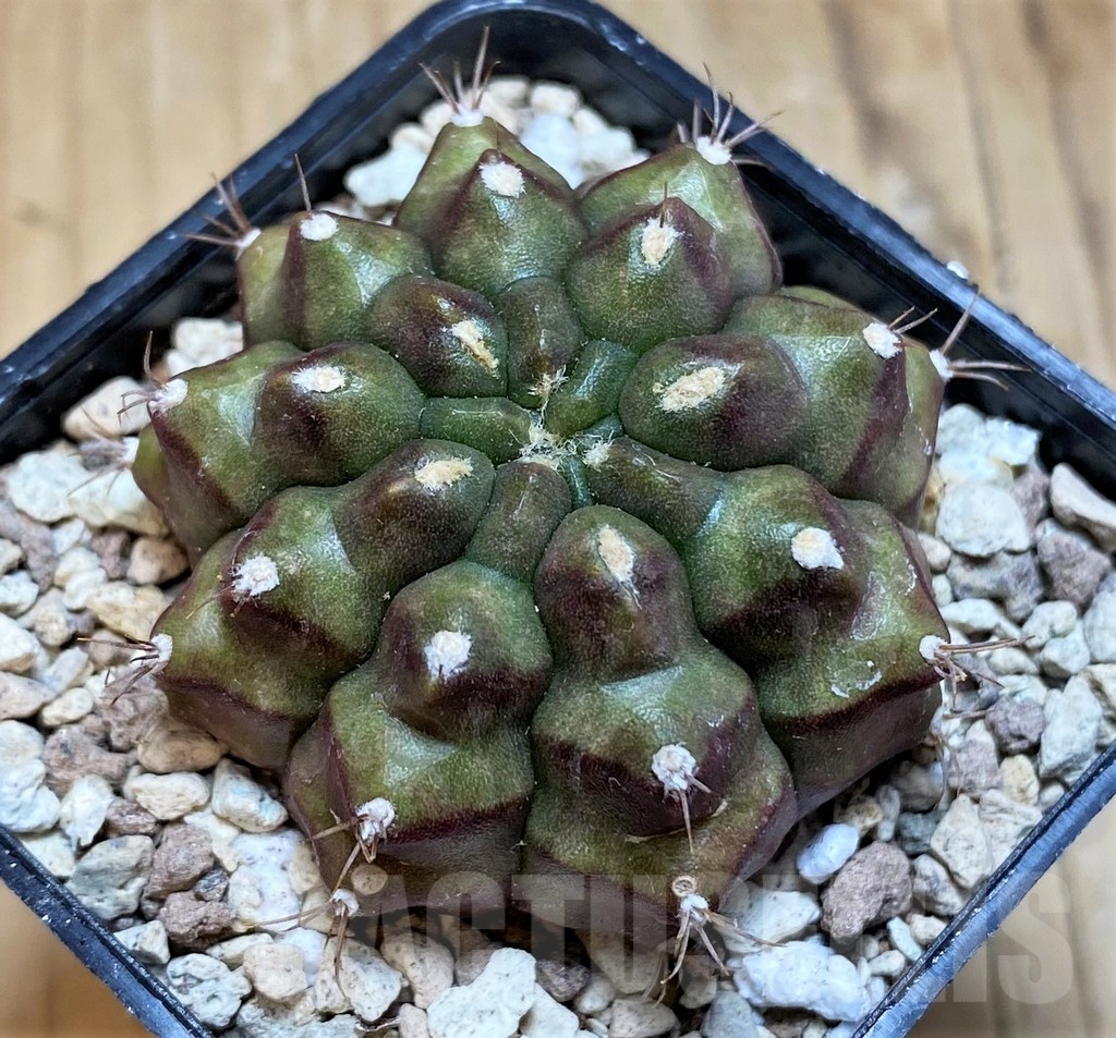 SH20572 Gymnocalycium mihanovichii ‘Kirimanjaro'