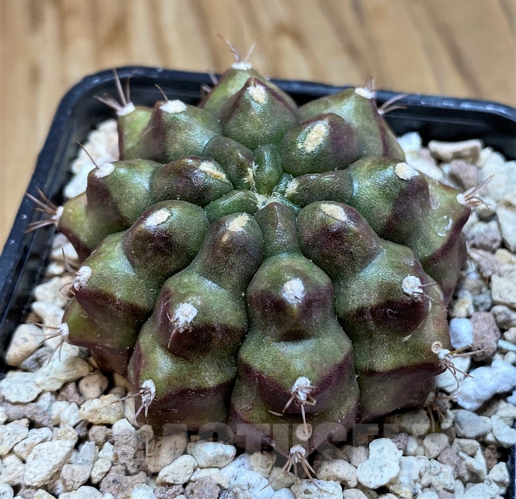 SH20572 Gymnocalycium mihanovichii ‘Kirimanjaro' - Image 2