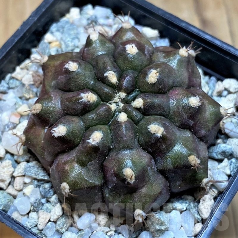 SH20578 Gymnocalycium mihanovichii ‘Kirimanjaro'