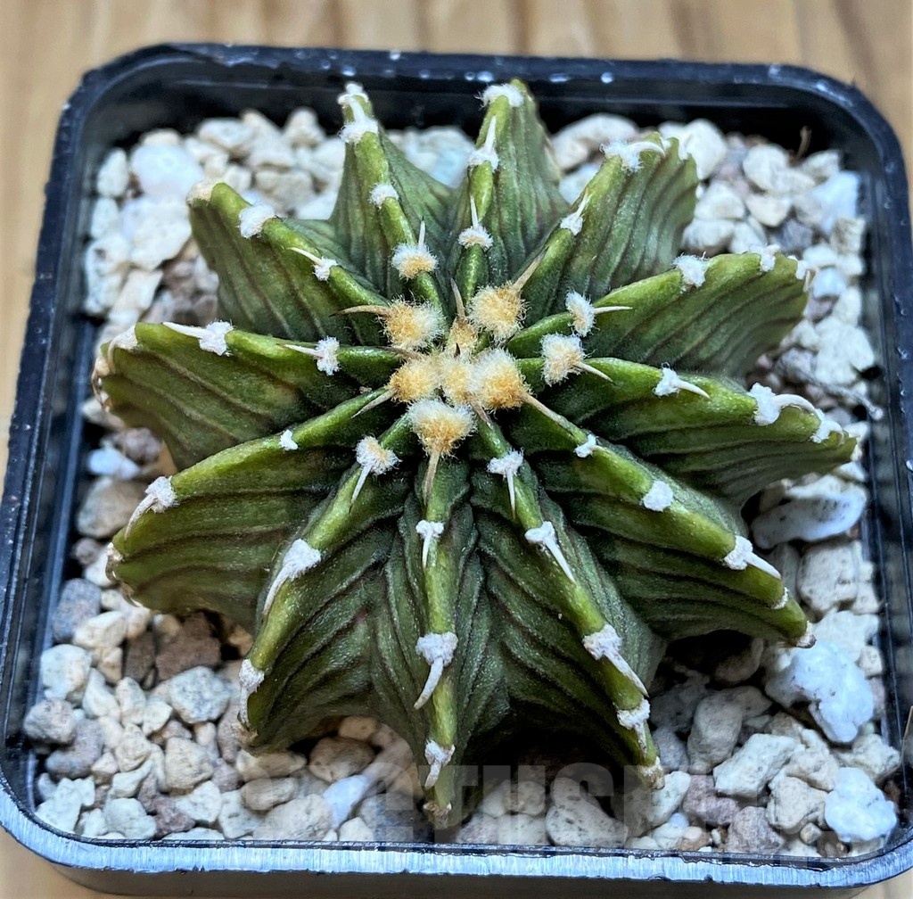 SH20580 Gymnocalycium friedrichii LB2178 'Lime Green'