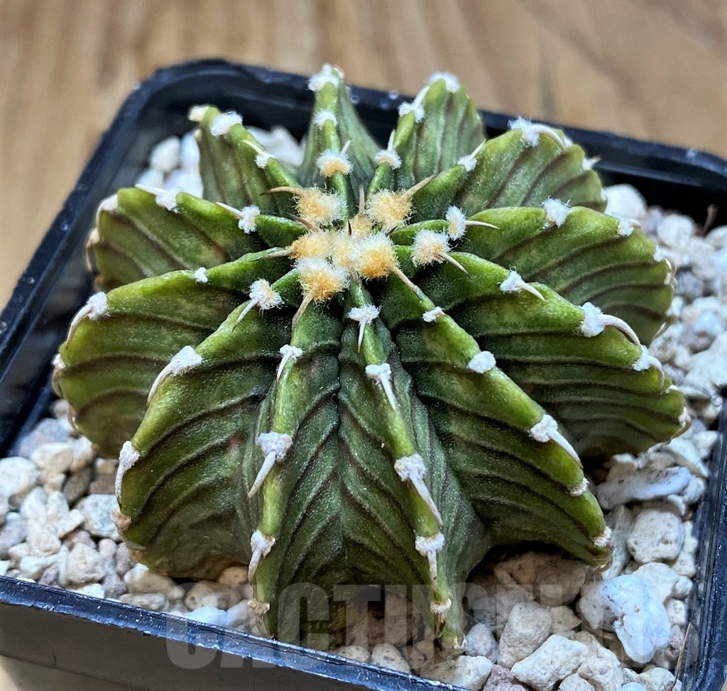 SH20580 Gymnocalycium friedrichii LB2178 'Lime Green' - immagine 2