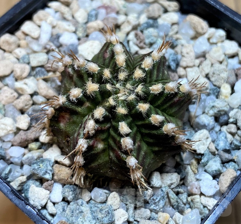 SH20581 Gymnocalycium mihanovichii ‘Star Line’