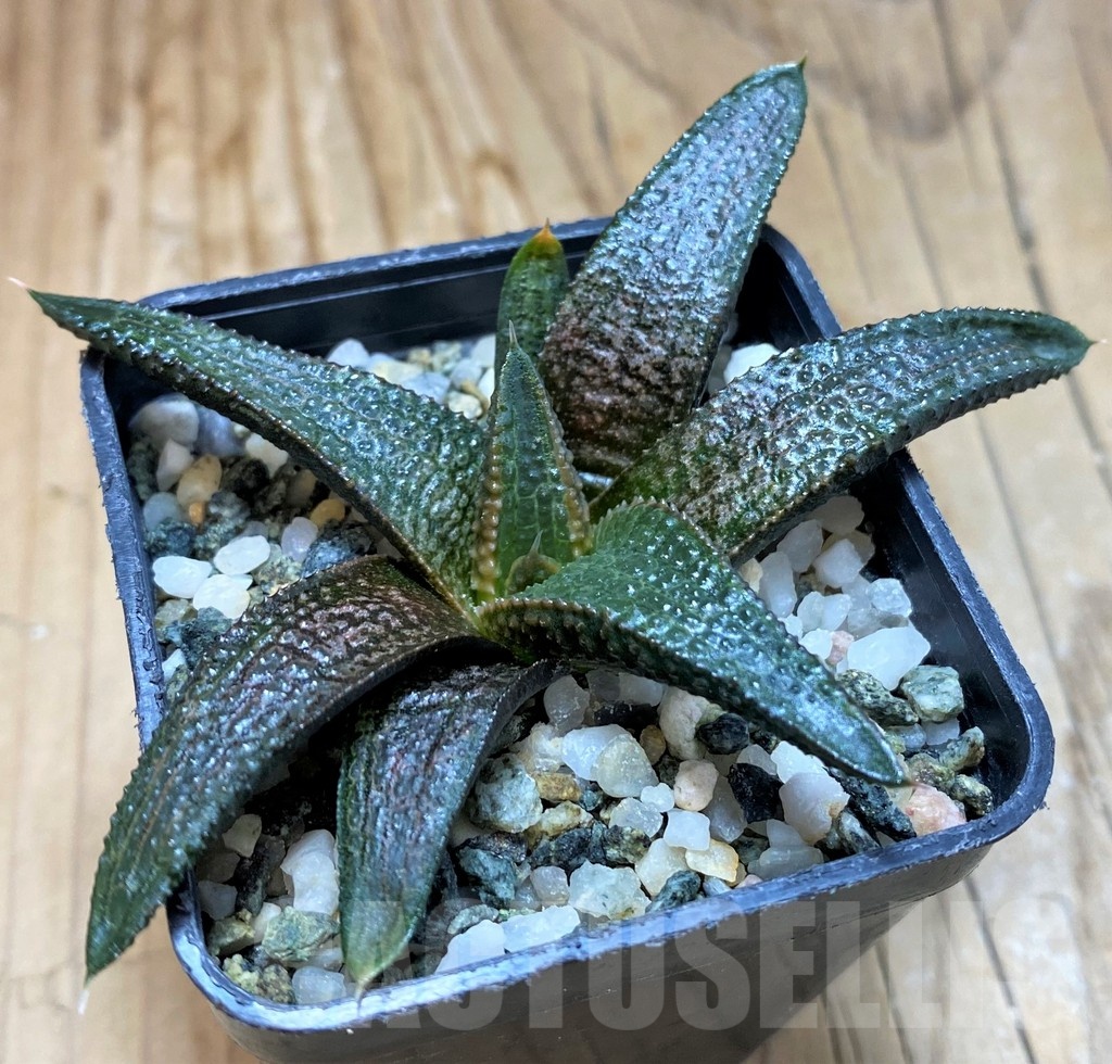 SH20529 Haworthia koelmaniorum - immagine 2