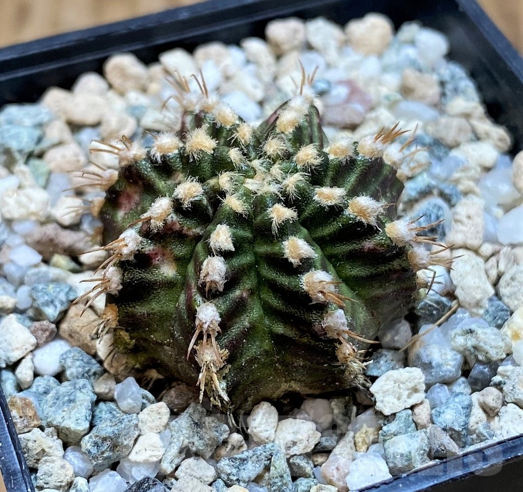 SH20581 Gymnocalycium mihanovichii ‘Star Line’ - Зображення 2