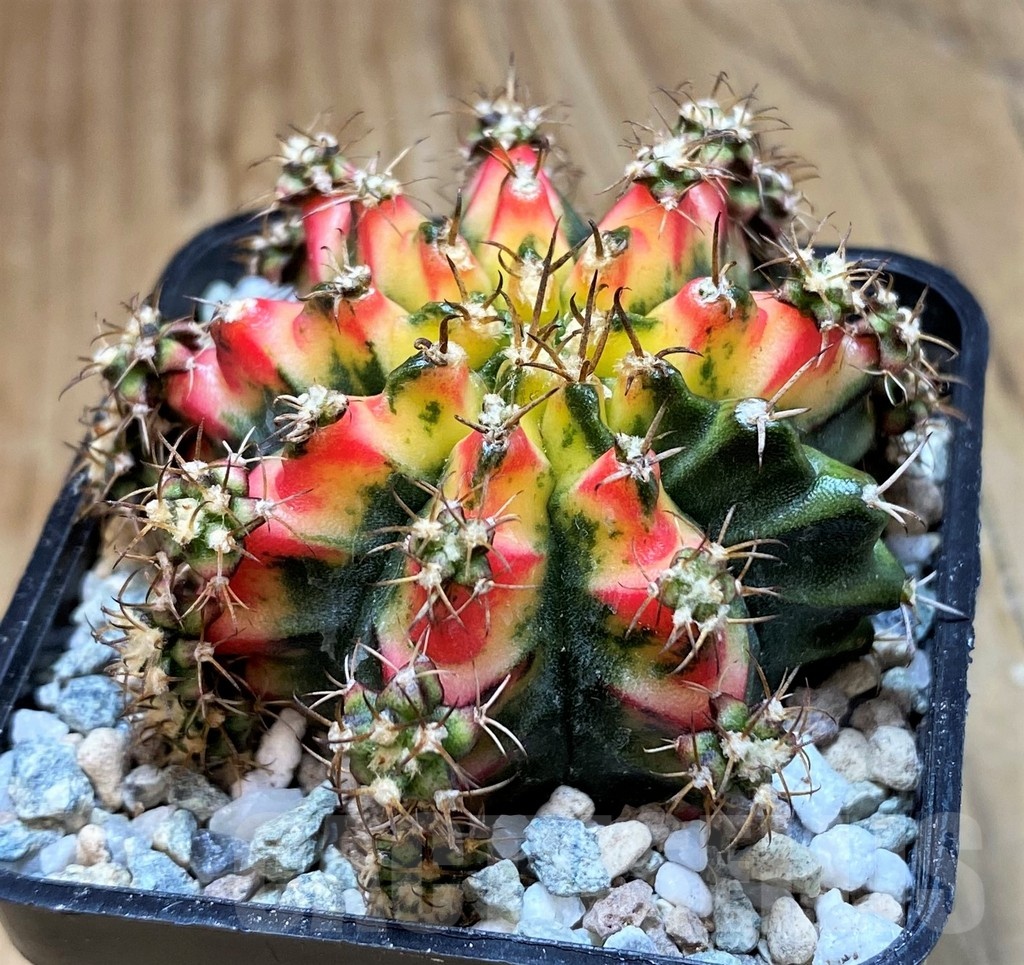 SH20582 Gymnocalycium mihanovichii 'Multicolor'