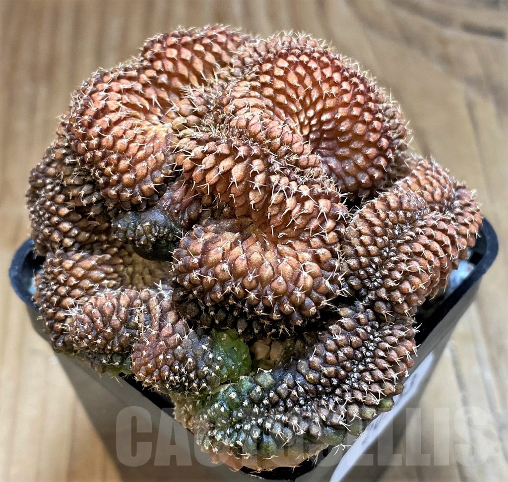 SH20583 Gymnocalycium sp. f. cristata - Image 3