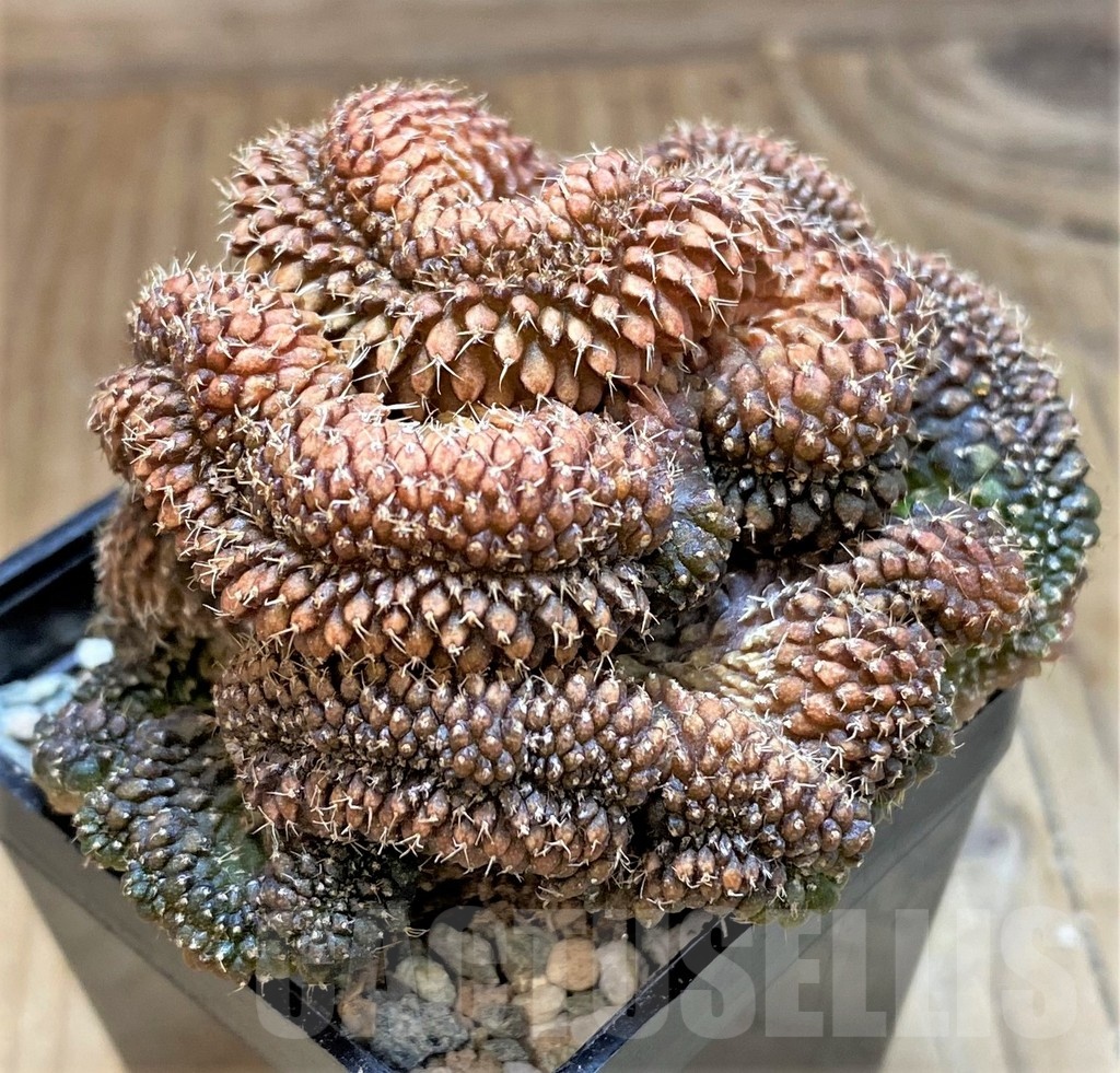 SH20583 Gymnocalycium sp. f. cristata - Image 2