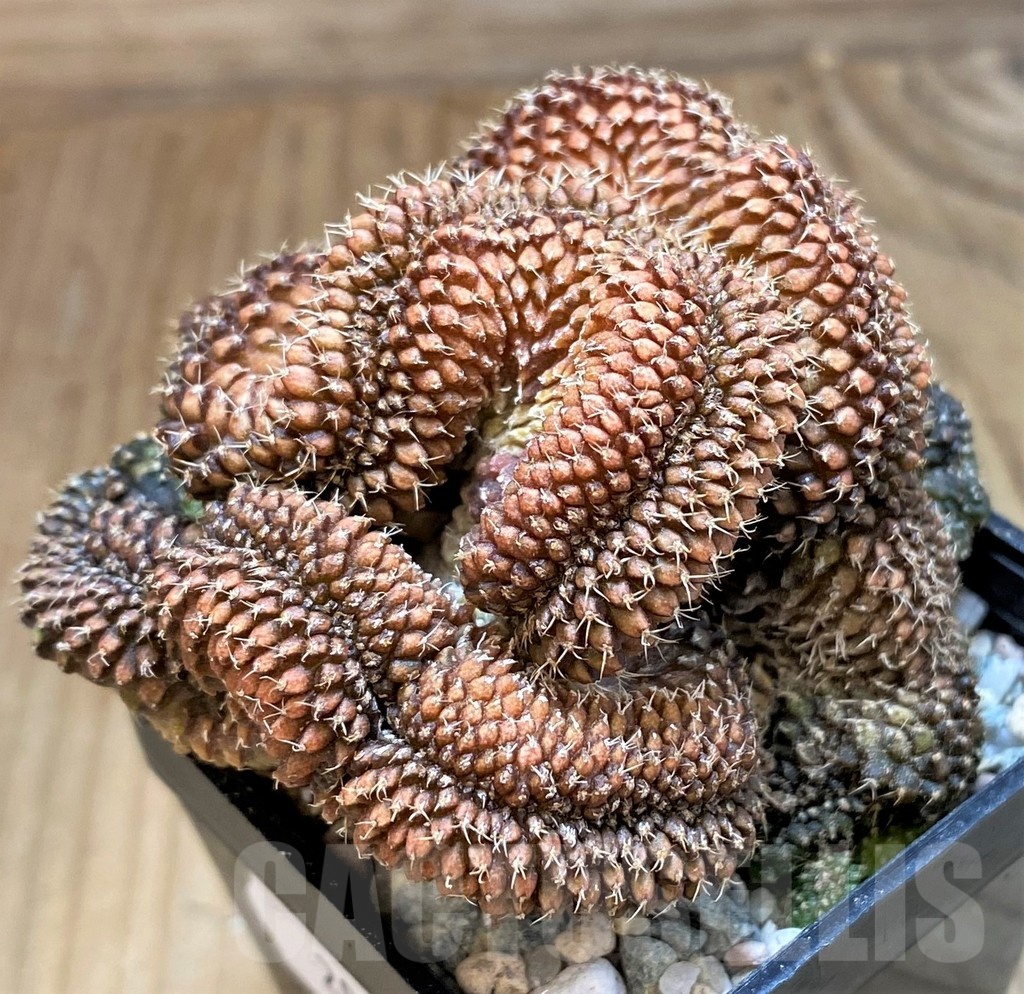 SH20583 Gymnocalycium sp. f. cristata