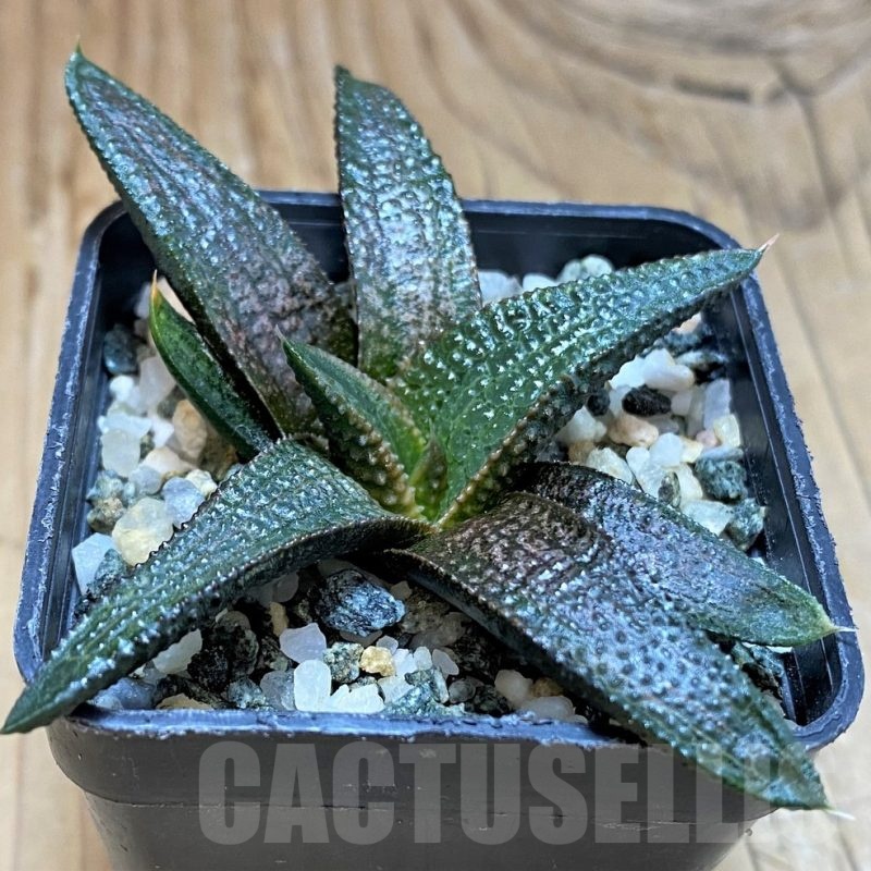 SH20529 Haworthia koelmaniorum