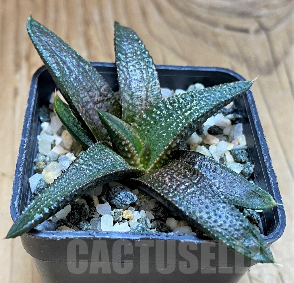 SH20529 Haworthia koelmaniorum