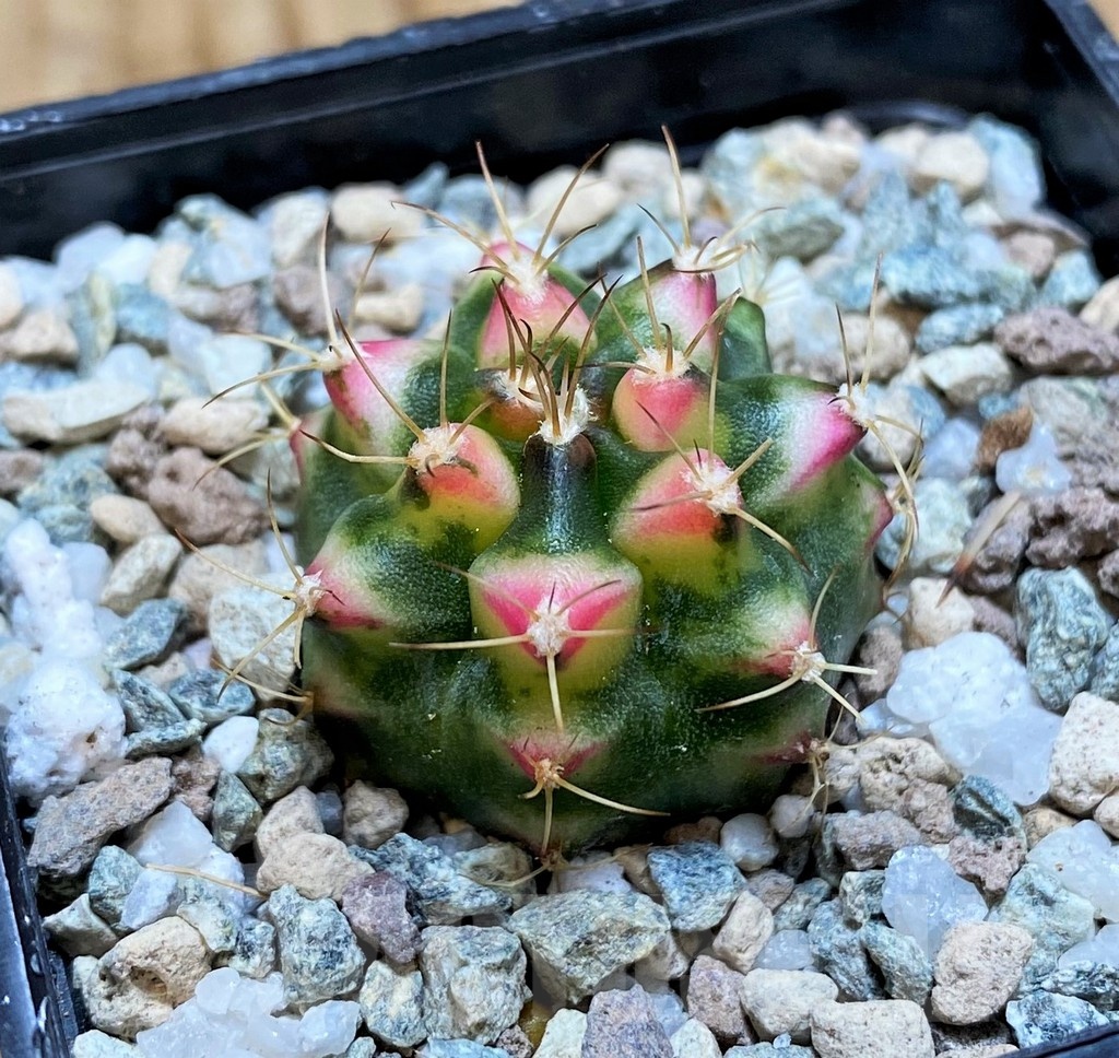 SH20585 Gymnocalycium mihanovichii 'Flower Field' - Image 2