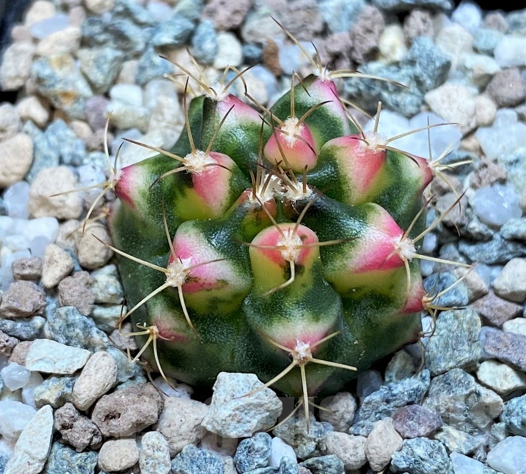 SH20585 Gymnocalycium mihanovichii 'Flower Field'
