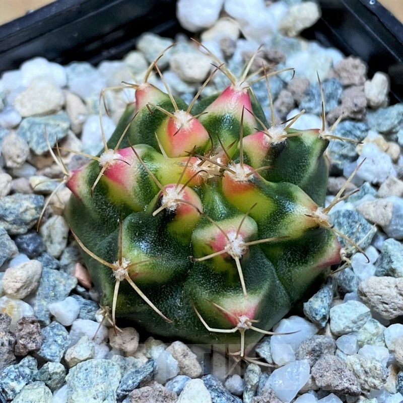 SH20586 Gymnocalycium mihanovichii 'Flower Field'