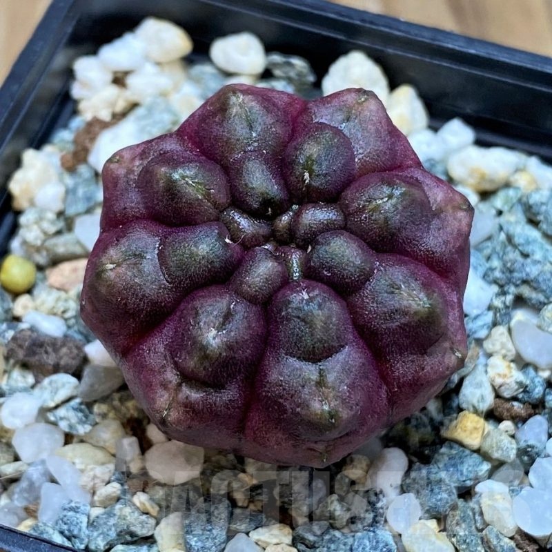 SH20587 Gymnocalycium mihanovichii ‘Day Dream’, seedling