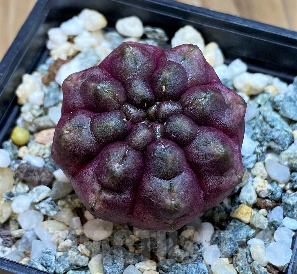 SH20587 Gymnocalycium mihanovichii ‘Day Dream’, seedling