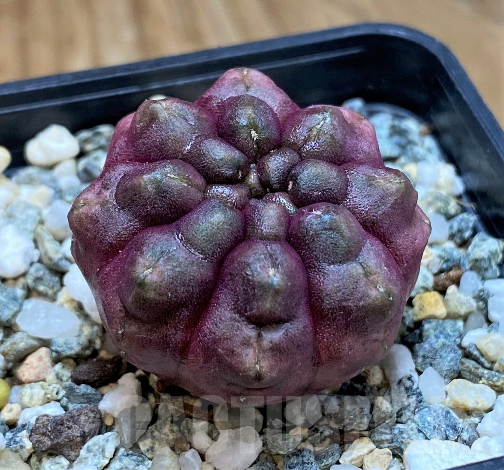 SH20587 Gymnocalycium mihanovichii ‘Day Dream’, seedling - Зображення 2