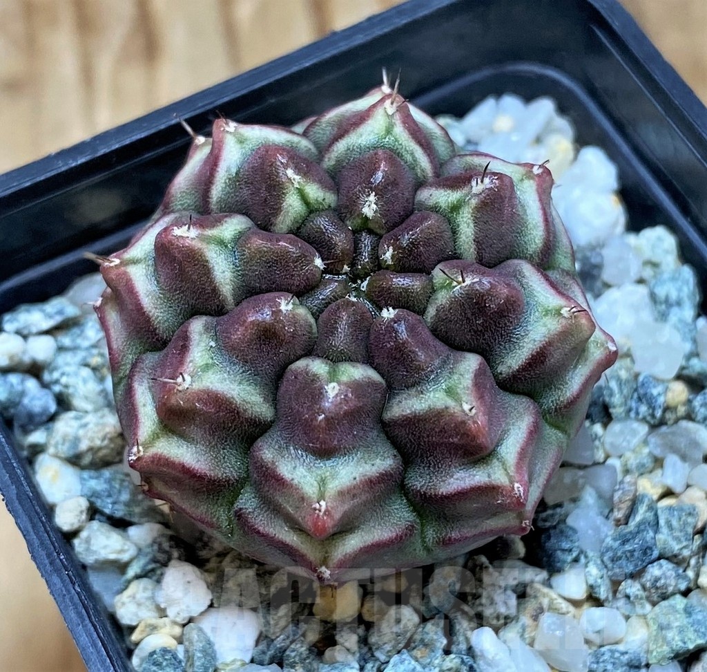 SH20588 Gymnocalycium mihanovichii ‘Day Dream’, seedling