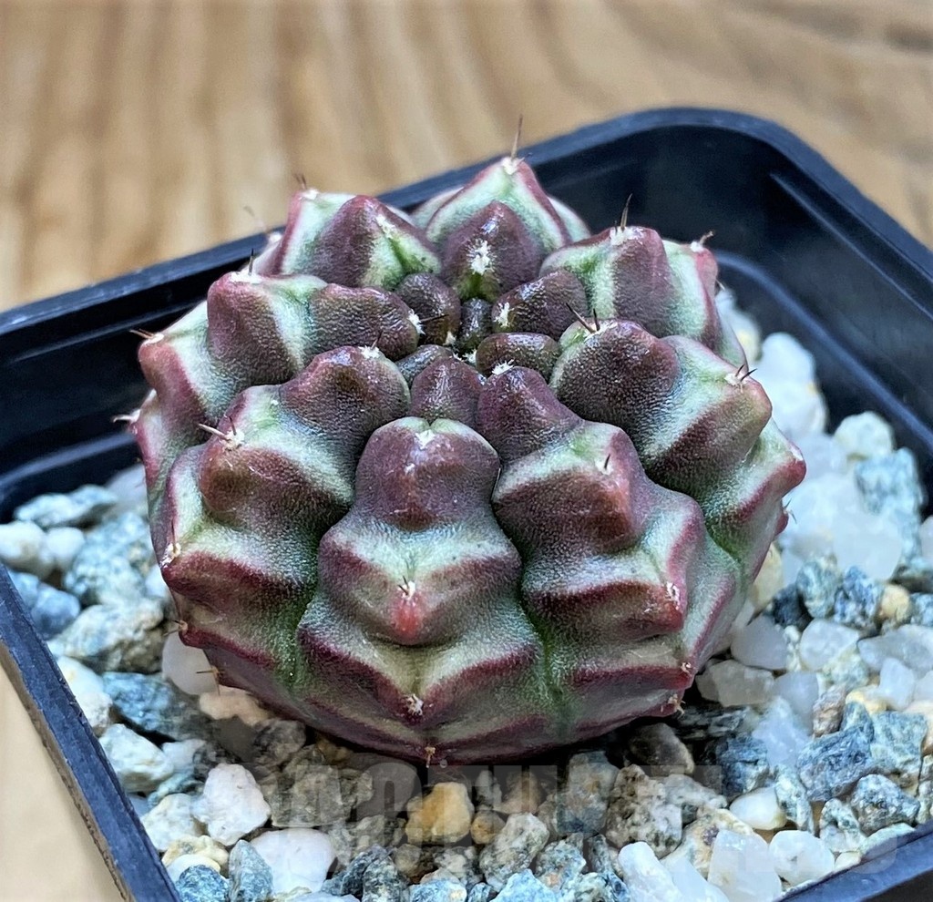 SH20588 Gymnocalycium mihanovichii ‘Day Dream’, seedling - Imagen 2
