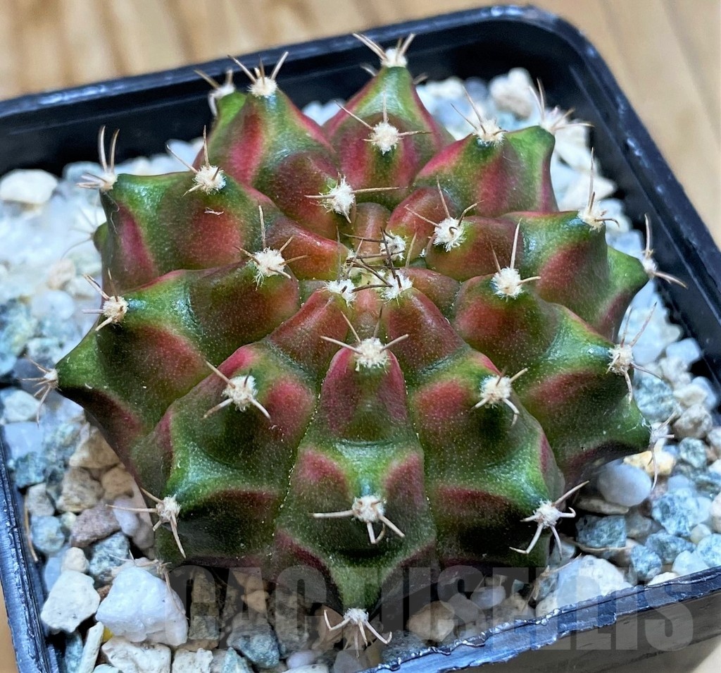 SH20589 Gymnocalycium mihanovichii 'Neon' hybrid - Image 2