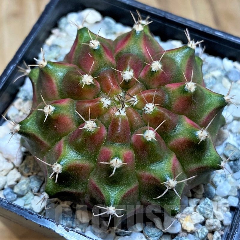 SH20589 Gymnocalycium mihanovichii 'Neon' hybrid