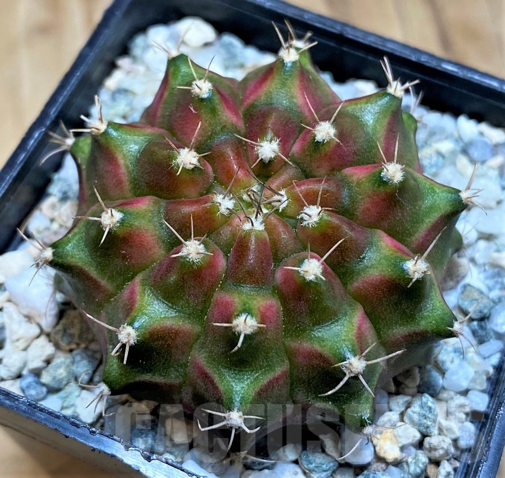 SH20589 Gymnocalycium mihanovichii 'Neon' hybrid