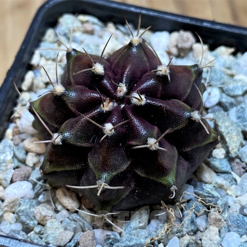 SH20590 Gymnocalycium mihanovichii Black Boxer'