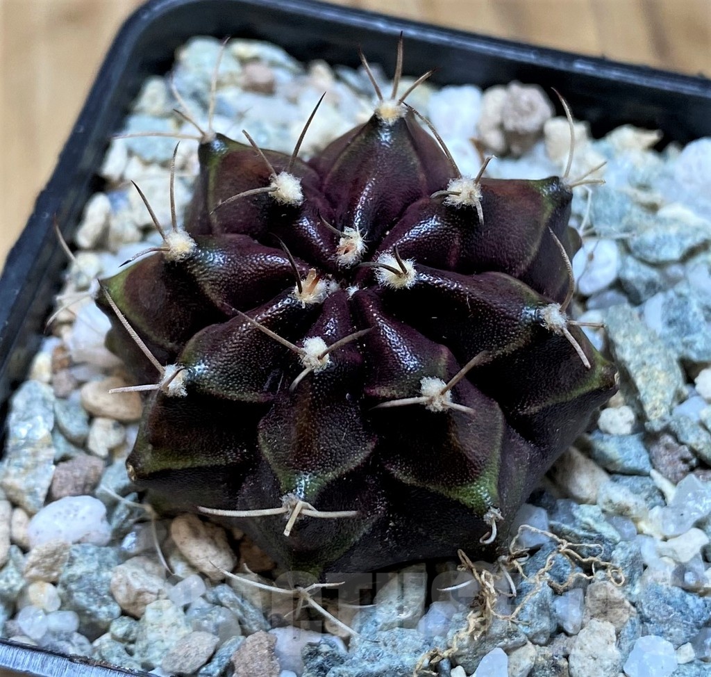 SH20590 Gymnocalycium mihanovichii Black Boxer'