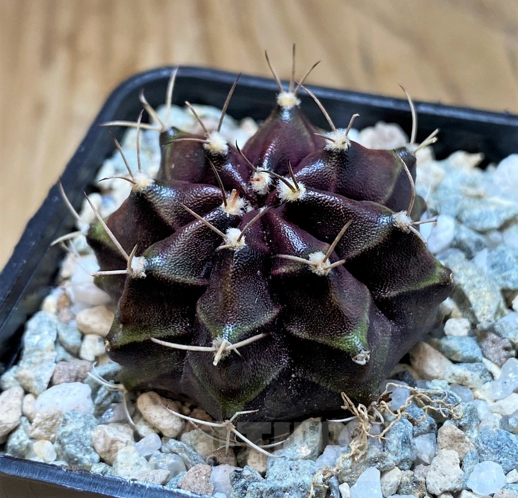 SH20590 Gymnocalycium mihanovichii Black Boxer' - Image 2