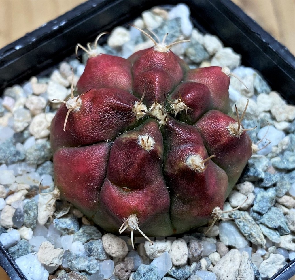 SH20591 Gymnocalycium mihanovichii 'Deadpool' - 画像 (2)