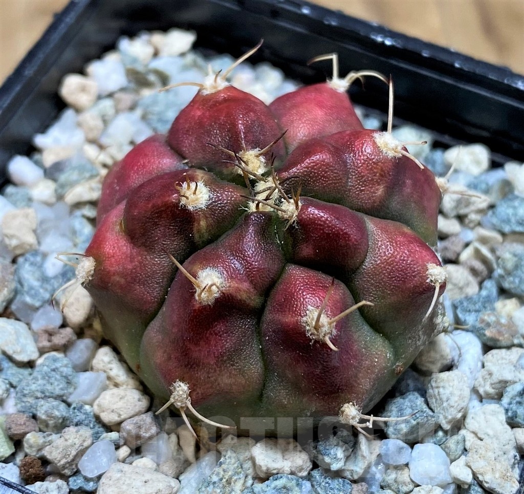 SH20591 Gymnocalycium mihanovichii 'Deadpool'