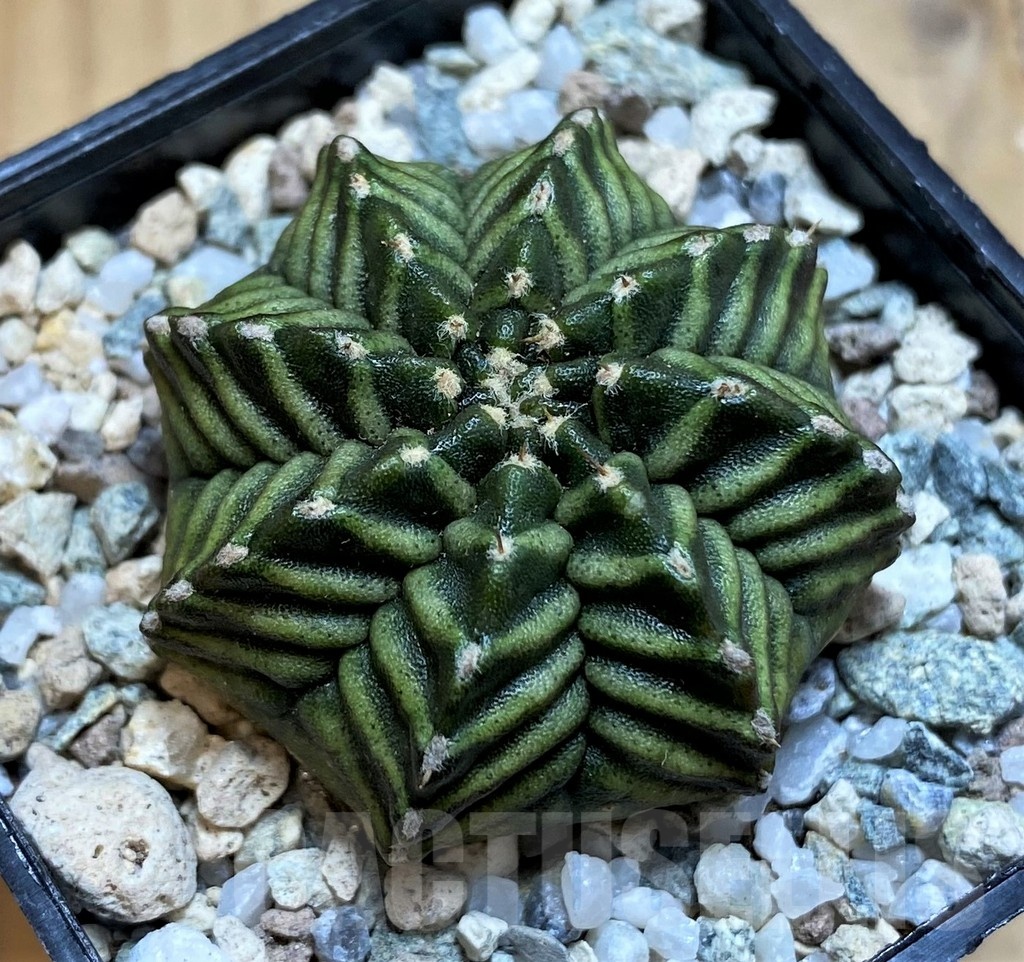 SH20592 Gymnocalycium mihanovichii ‘Kanamchan' – Image 2
