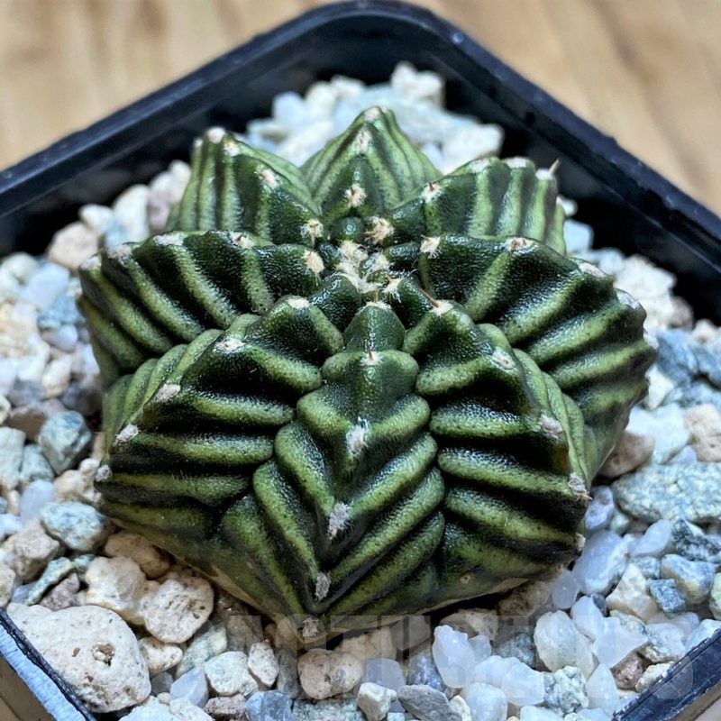 SH20592 Gymnocalycium mihanovichii ‘Kanamchan'