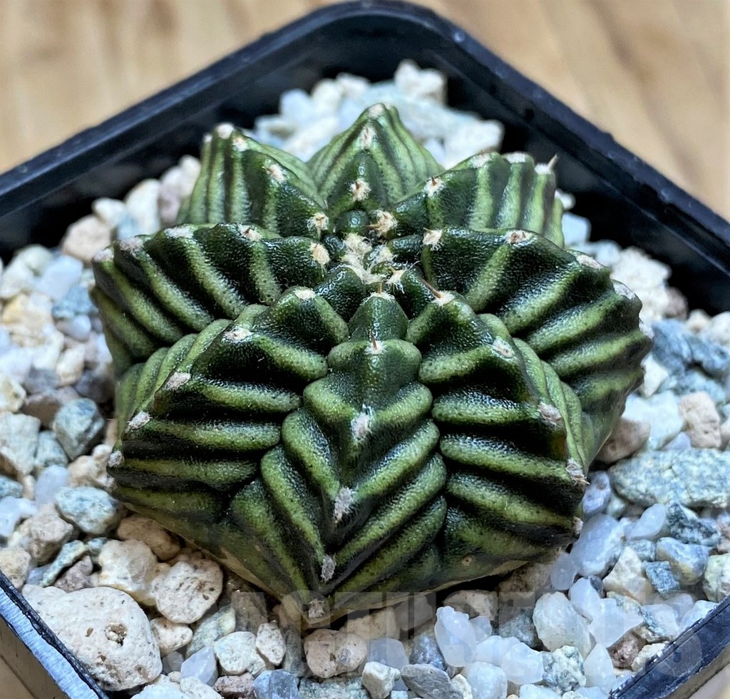 SH20592 Gymnocalycium mihanovichii ‘Kanamchan'