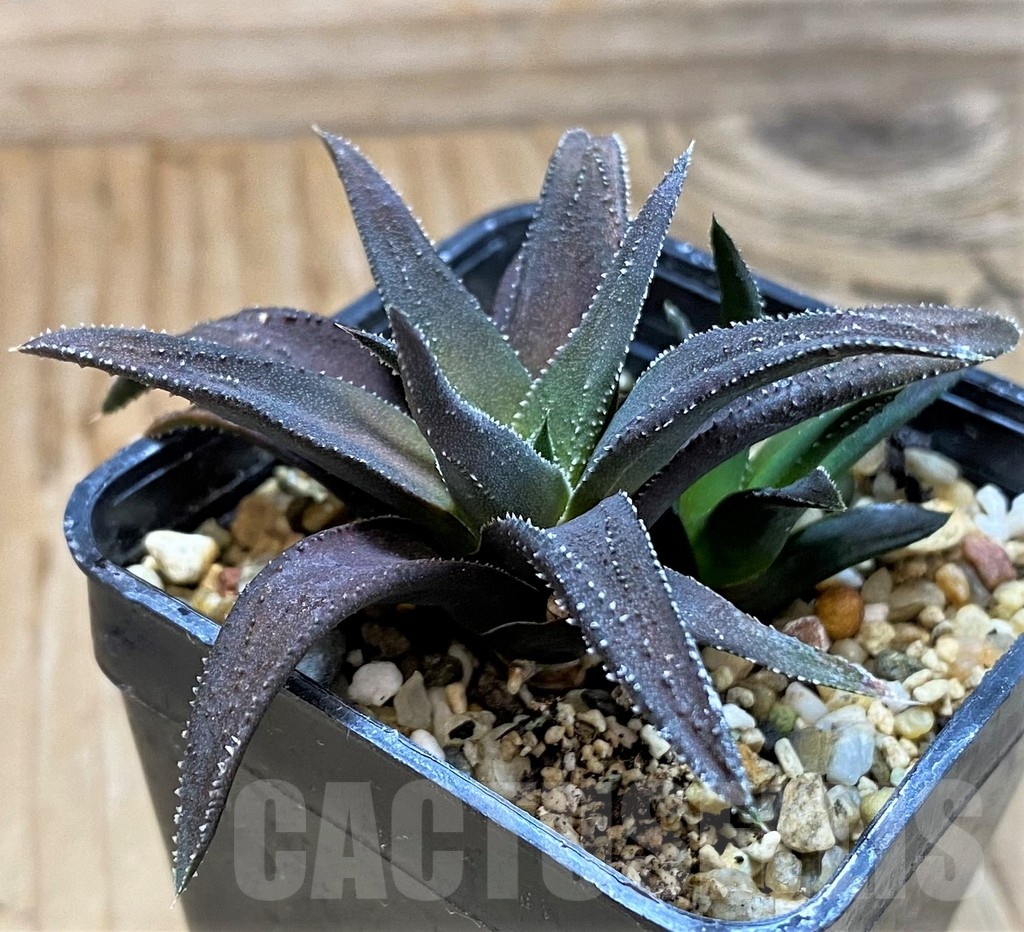 SH20530 Haworthia attenuata hybrid, seedling - immagine 2