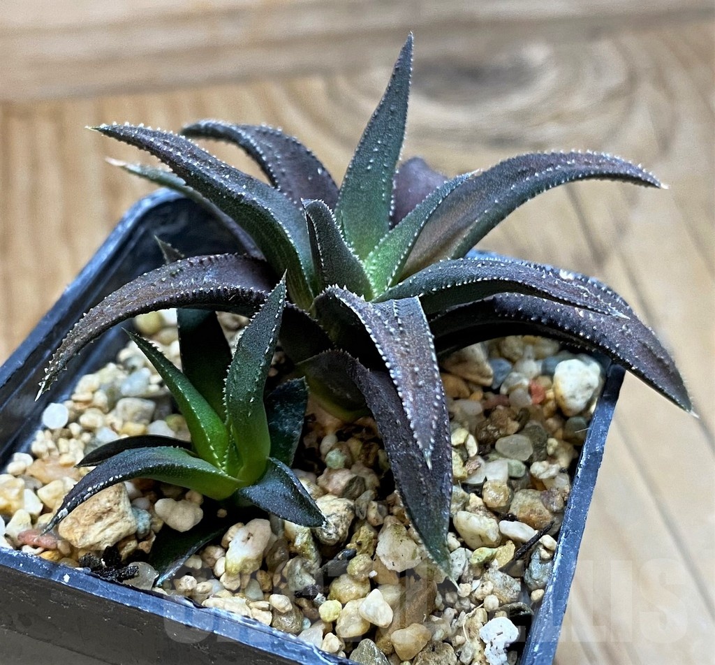 SH20530 Haworthia attenuata hybrid, seedling - immagine 3