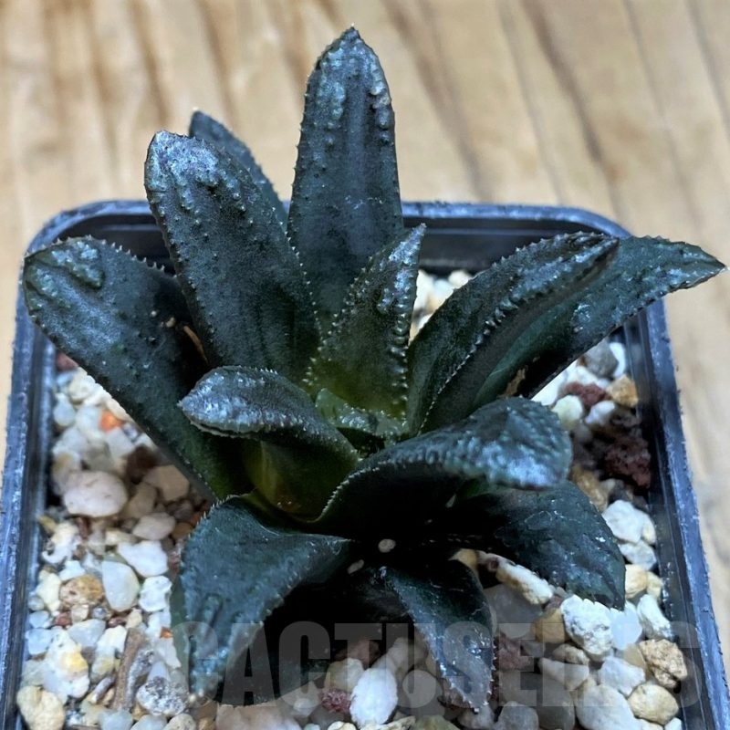 SH20532 Haworthia 'Oniyome' hybrid