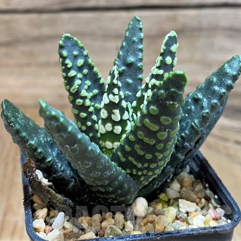 SH20533 Haworthia pumila 'Donut' SH