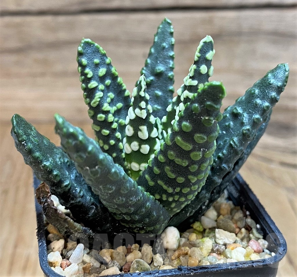 SH20533 Haworthia pumila 'Donut' SH