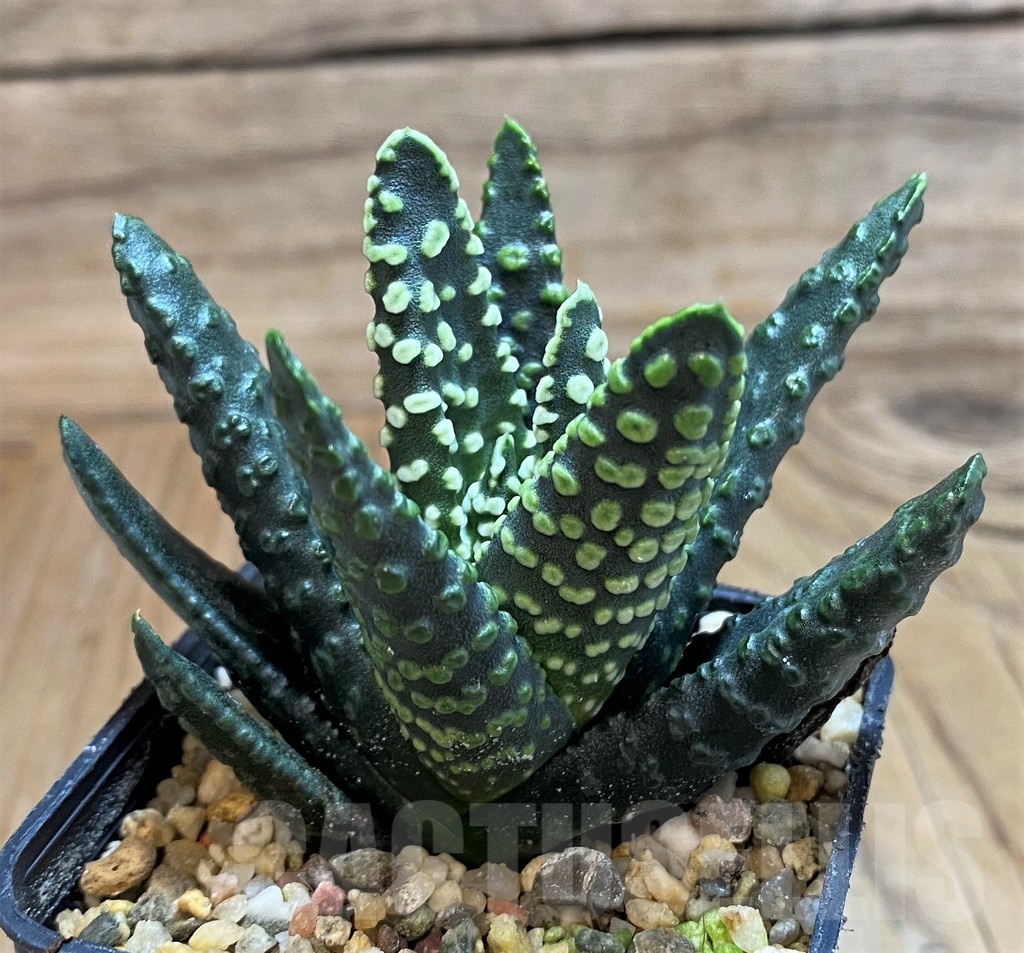 SH20533 Haworthia pumila 'Donut' SH - Obrázek 2