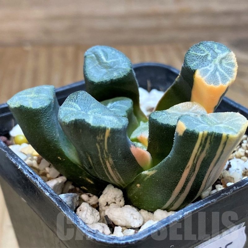SH20535 Haworthia maughanii f. variegata