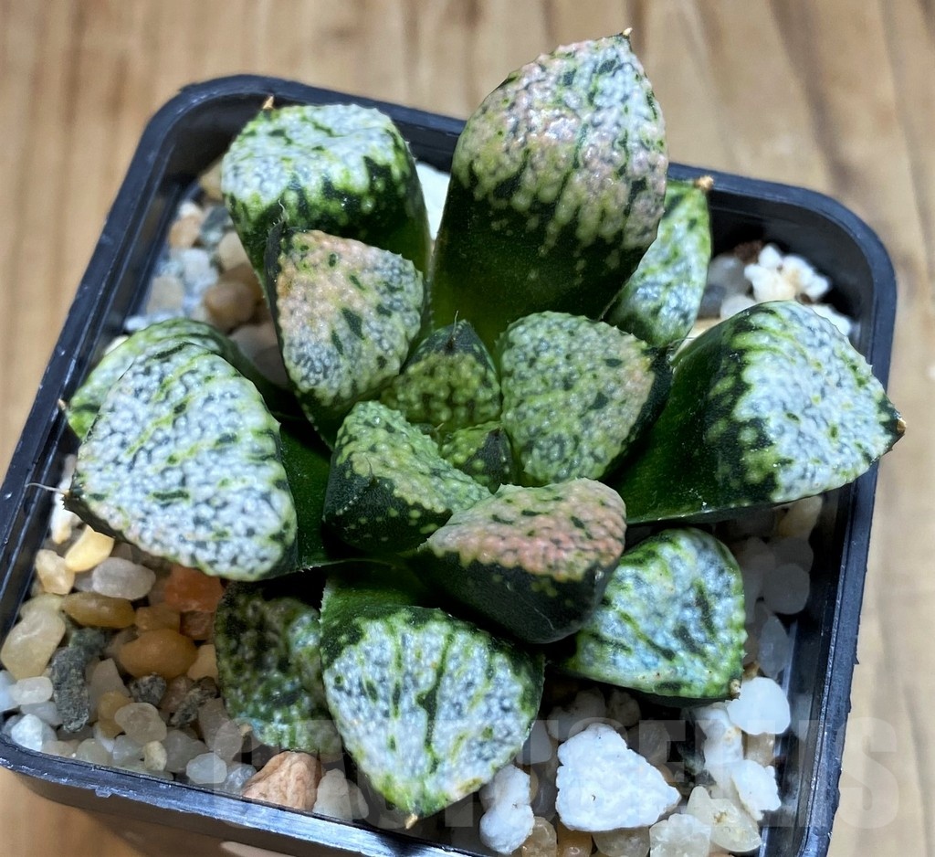 SH20536 Haworthia picta 'Pandora' - Image 2