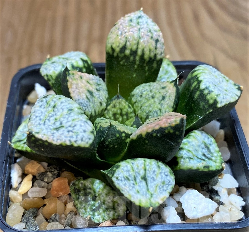 SH20536 Haworthia picta 'Pandora'