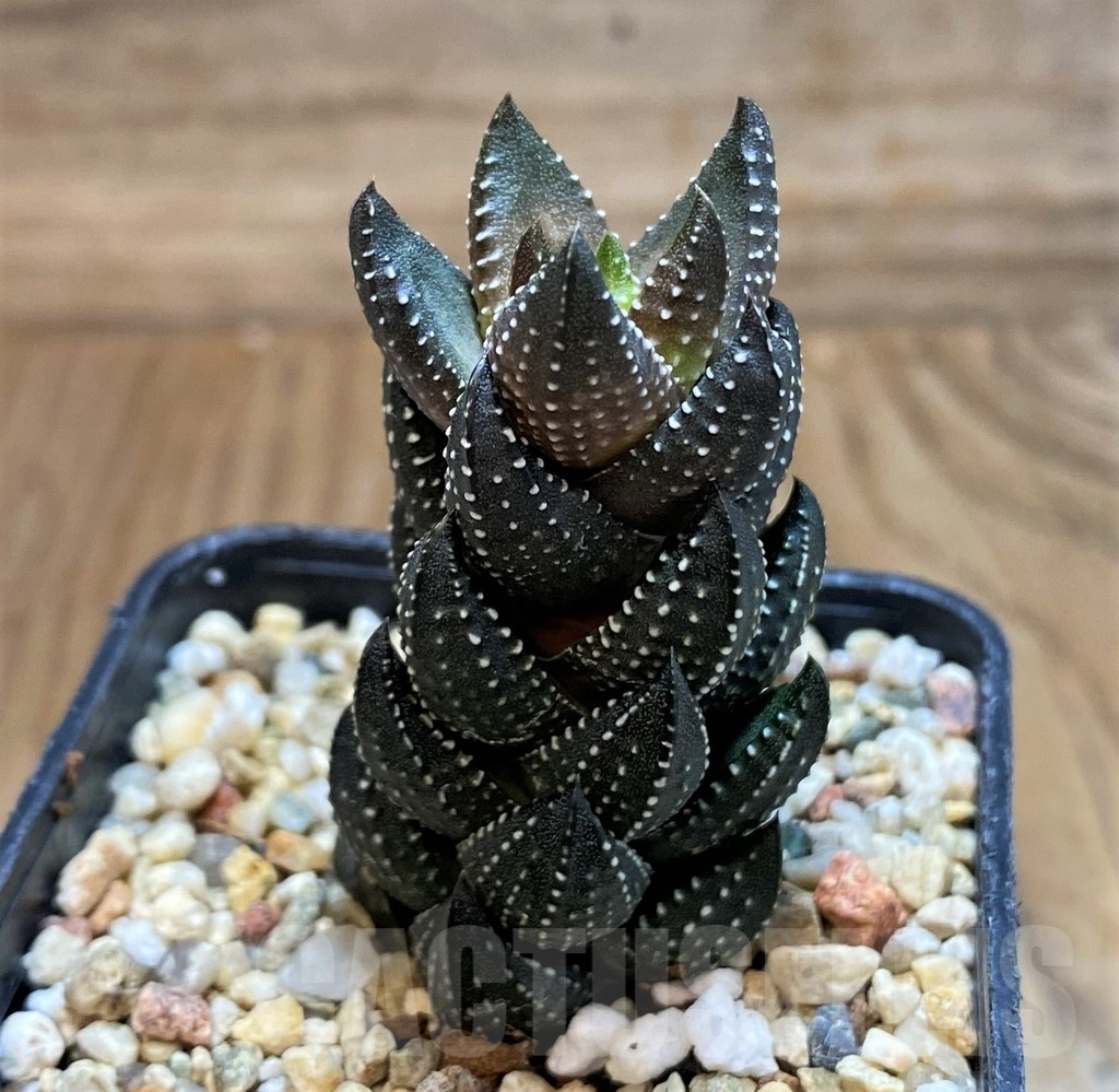 SH20537 Haworthia coarctata - Image 2