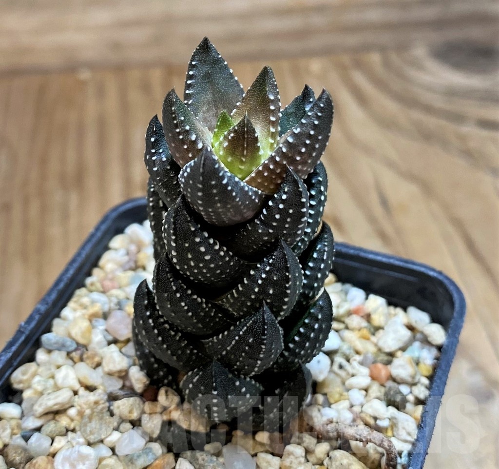 SH20537 Haworthia coarctata