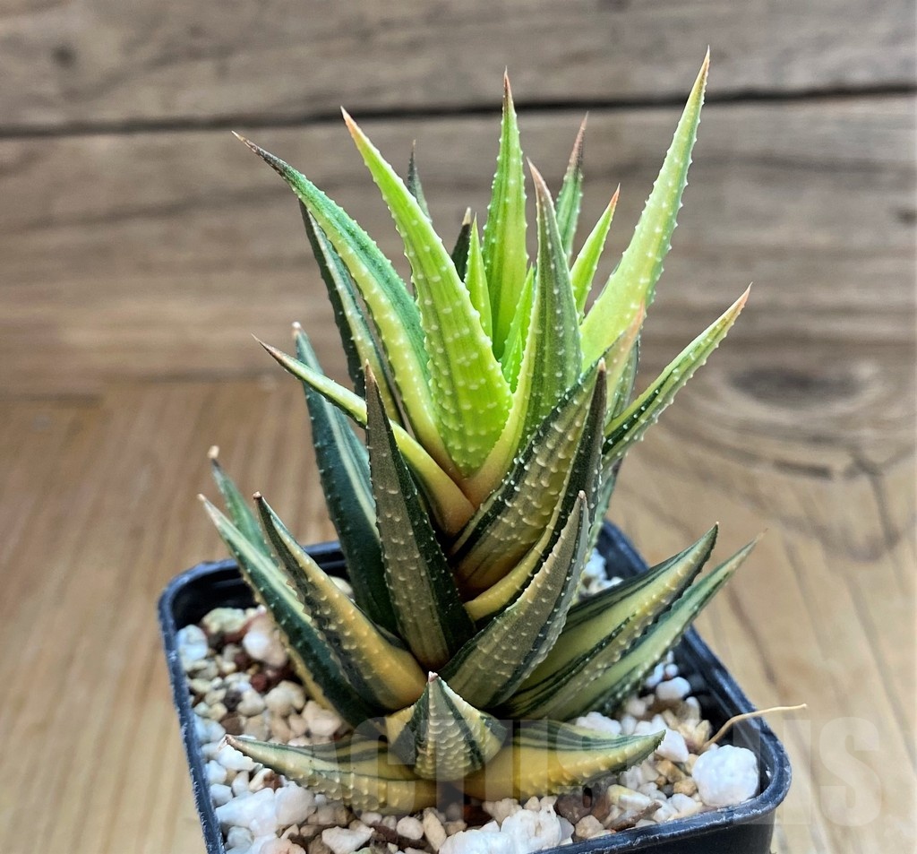 SH20538 Haworthia reinwardtii f. variegata