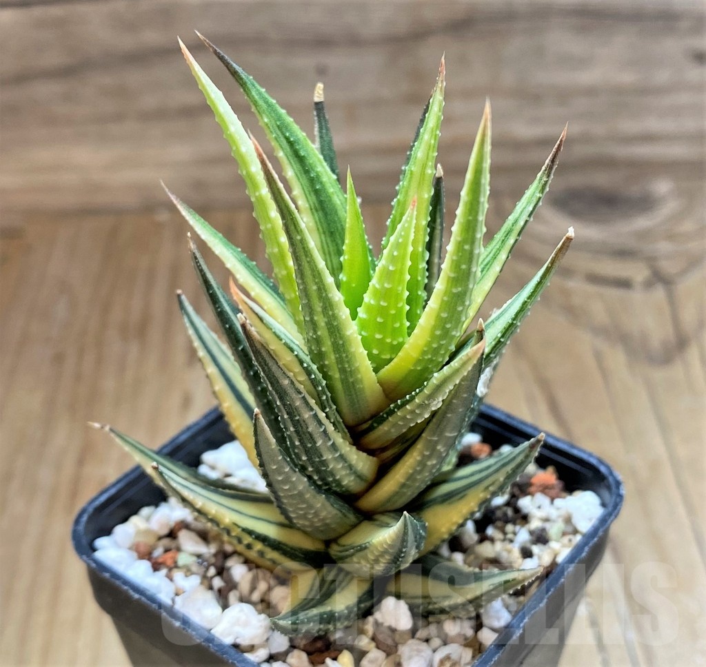 SH20538 Haworthia reinwardtii f. variegata - 画像 (2)