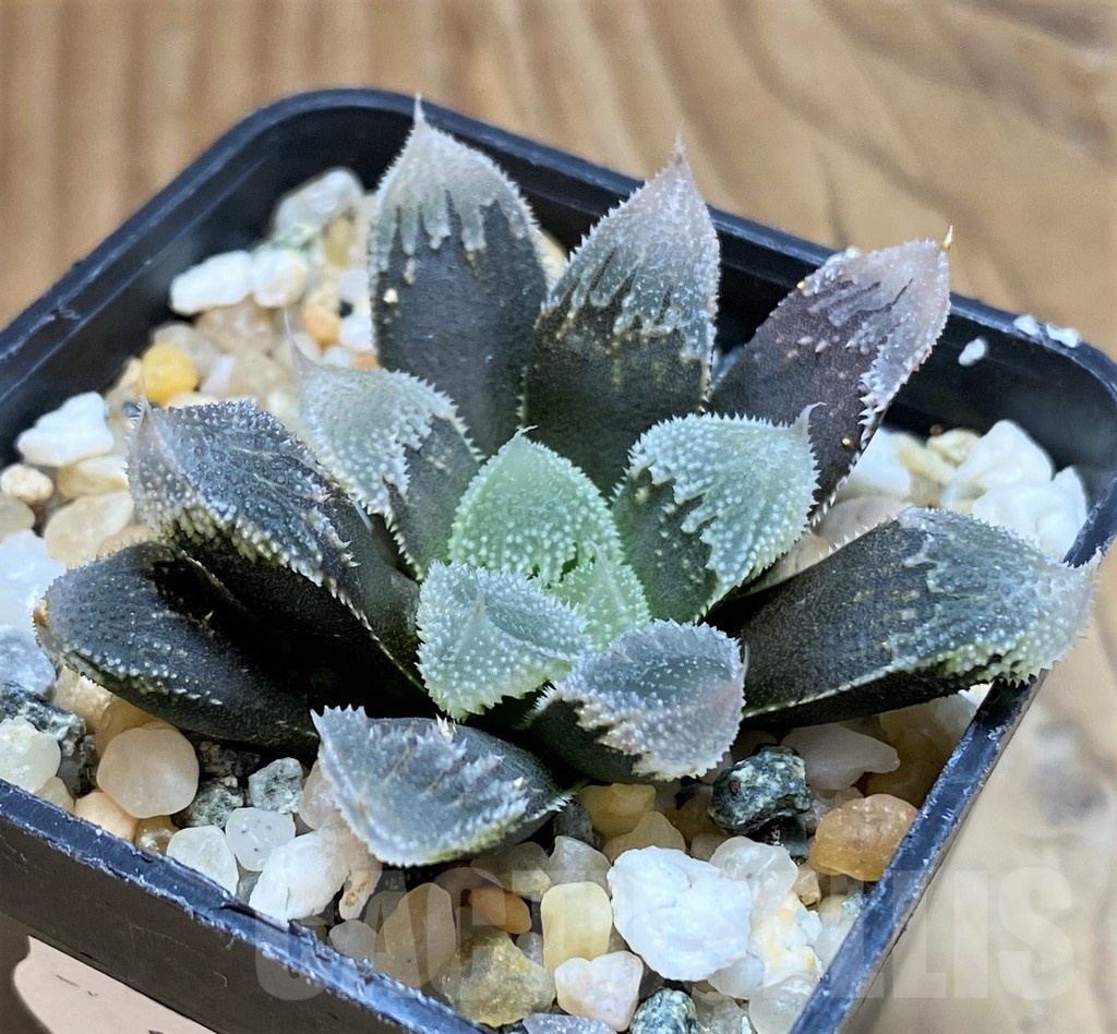 SH20539 Haworthia 'Hakuteijo' mutant - Image 2