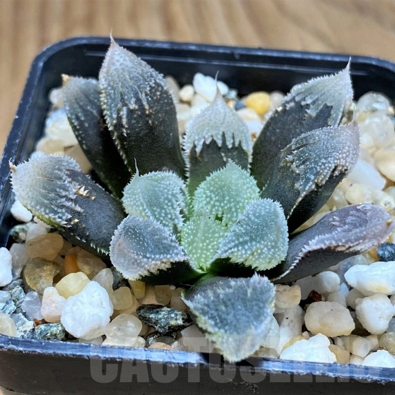 SH20539 Haworthia 'Hakuteijo' mutant