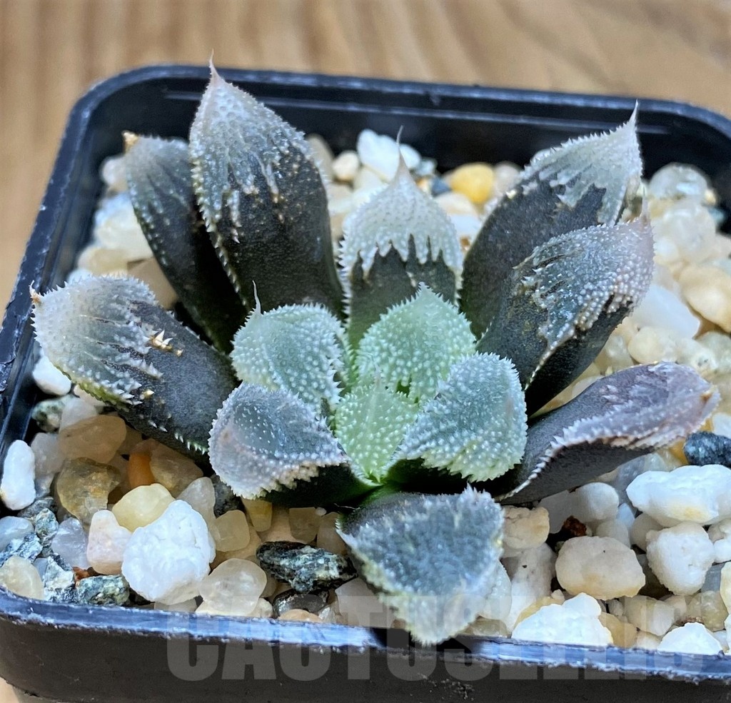SH20539 Haworthia 'Hakuteijo' mutant