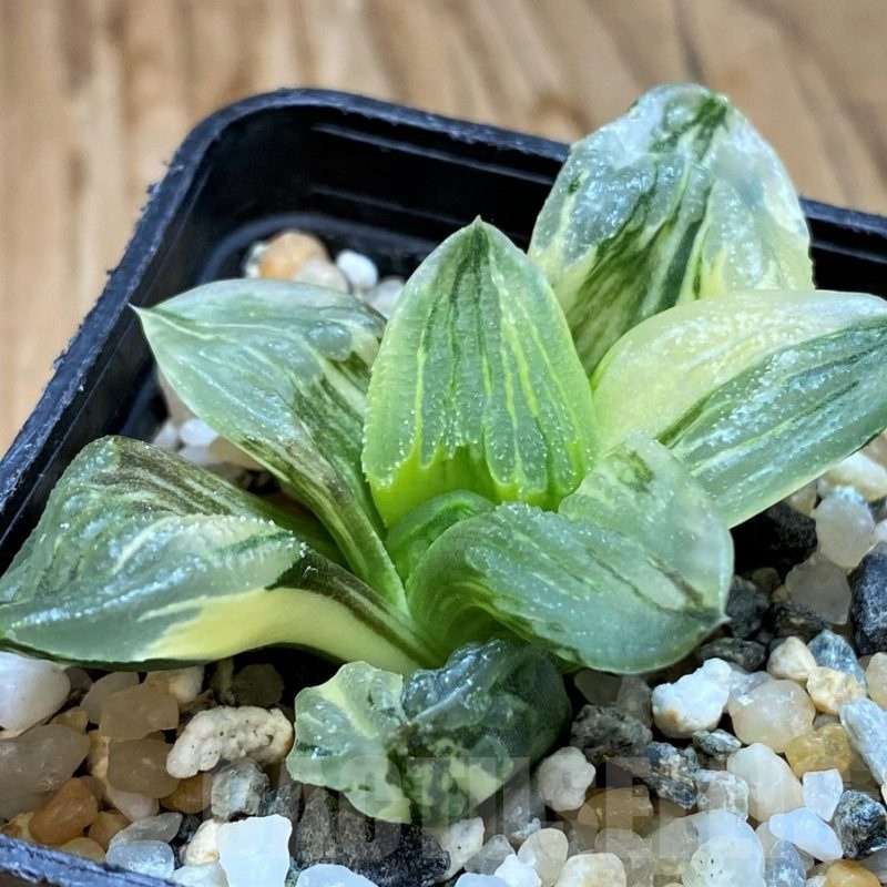 SH20540 Haworthia pygmaea 'Ice City' f. variegata
